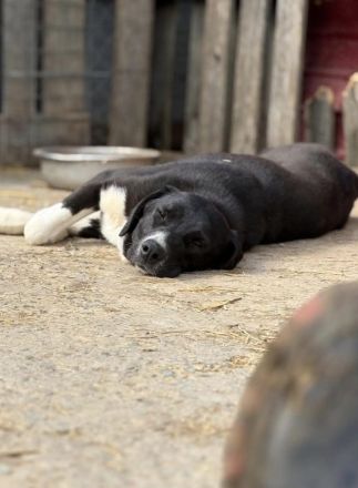 Sumi sucht ihr Für-immer-Zuhause