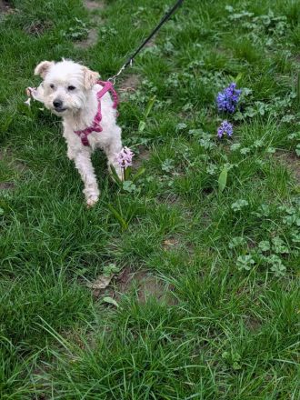 Casper sucht sein Für-immer-Zuhause