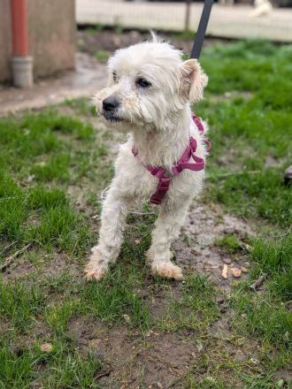 Casper sucht sein Für-immer-Zuhause