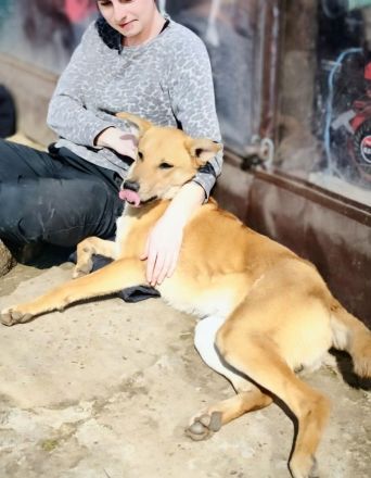 Lemmy sucht sein Für-immer-Zuhause