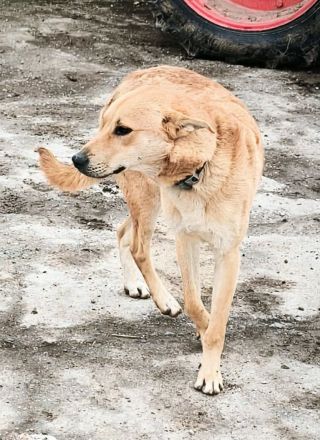 Lemmy sucht sein Für-immer-Zuhause