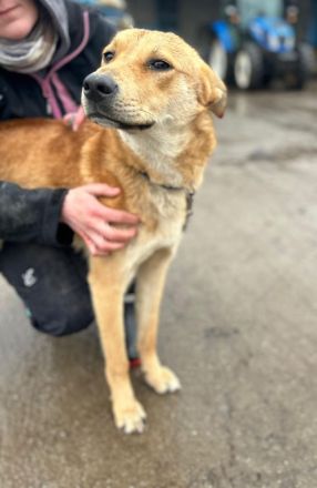 Lemmy sucht sein Für-immer-Zuhause