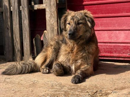 Toni sucht sein Für-immer-Zuhause