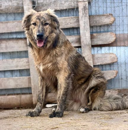 Toni sucht sein Für-immer-Zuhause
