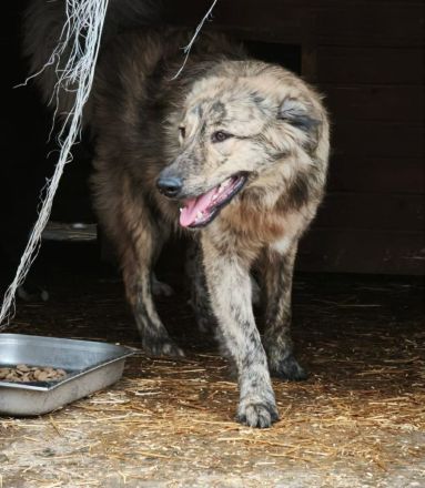 Toni sucht sein Für-immer-Zuhause