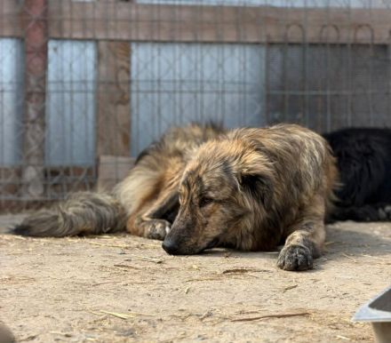 Toni sucht sein Für-immer-Zuhause
