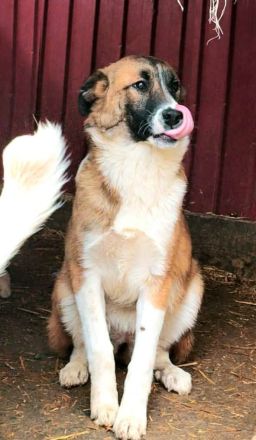 Soare sucht ihr Für-immer-Zuhause