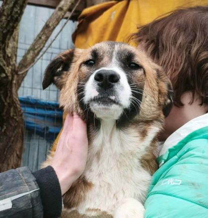 Soare sucht ihr Für-immer-Zuhause