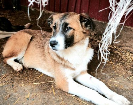 Soare sucht ihr Für-immer-Zuhause