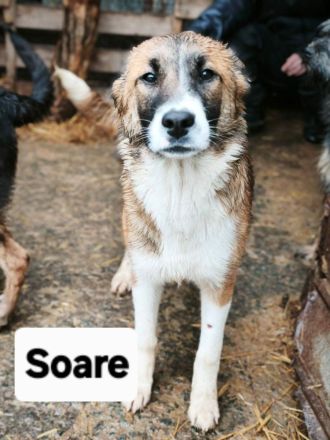 Soare sucht ihr Für-immer-Zuhause