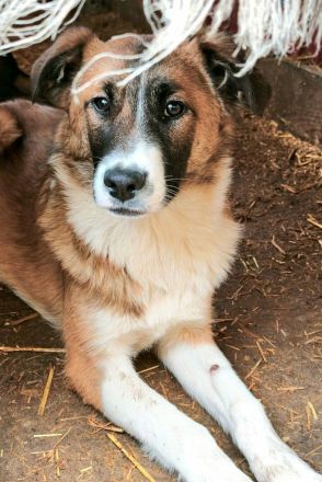 Soare sucht ihr Für-immer-Zuhause