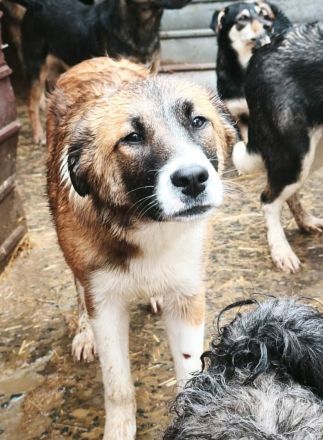 Soare sucht ihr Für-immer-Zuhause