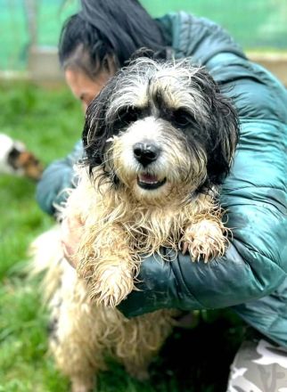 Waldi sucht sein Für-immer-Zuhause