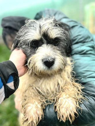 Waldi sucht sein Für-immer-Zuhause