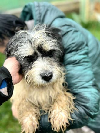 Waldi sucht sein Für-immer-Zuhause