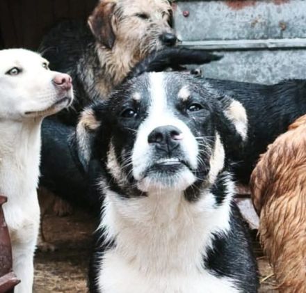 Lila sucht ihr Für-immer-Zuhause