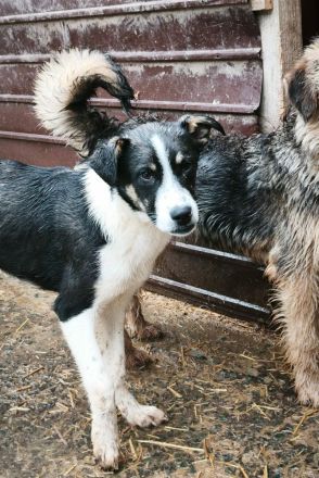 Lila sucht ihr Für-immer-Zuhause