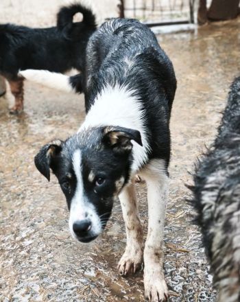 Lila sucht ihr Für-immer-Zuhause