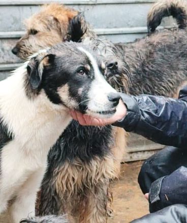 Lila sucht ihr Für-immer-Zuhause