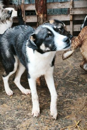 Lila sucht ihr Für-immer-Zuhause