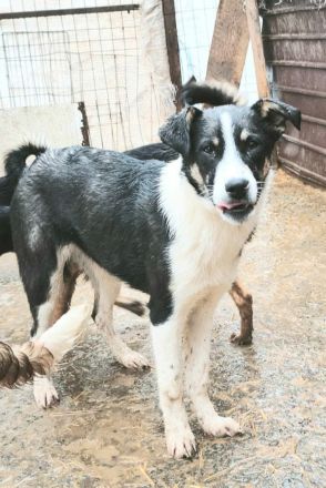 Lila sucht ihr Für-immer-Zuhause