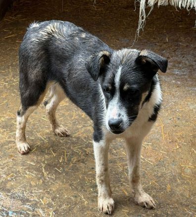 Lila sucht ihr Für-immer-Zuhause