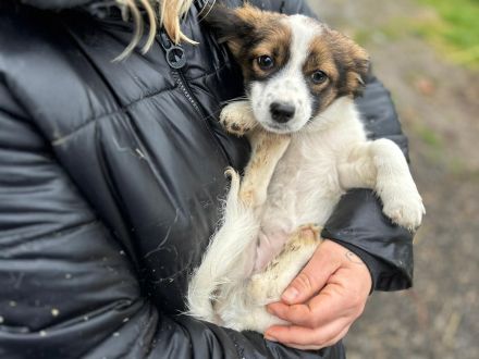 Aluna,Joey,Fussel suchen ihr Für-immer-Zuhause