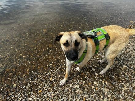 Jacky auf Pflegestelle in 94559 Niederwinkling sucht ihr Für-immer-Zuhause