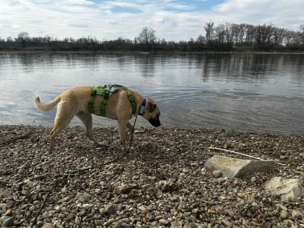 Jacky auf Pflegestelle in 94559 Niederwinkling sucht ihr Für-immer-Zuhause