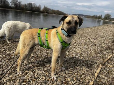 Jacky auf Pflegestelle in 94559 Niederwinkling sucht ihr Für-immer-Zuhause