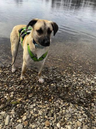 Jacky auf Pflegestelle in 94559 Niederwinkling sucht ihr Für-immer-Zuhause