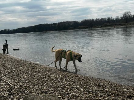 Jacky auf Pflegestelle in 94559 Niederwinkling sucht ihr Für-immer-Zuhause