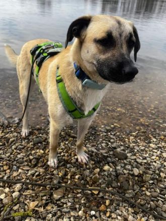 Jacky auf Pflegestelle in 94559 Niederwinkling sucht ihr Für-immer-Zuhause