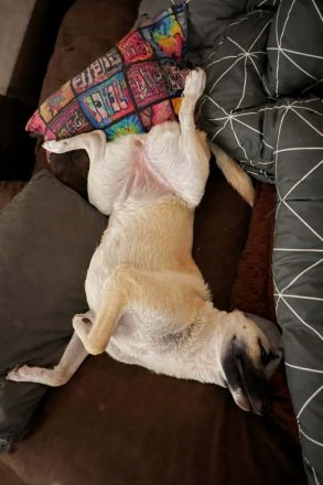 Jacky auf Pflegestelle in 94559 Niederwinkling sucht ihr Für-immer-Zuhause