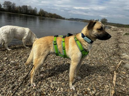 Jacky auf Pflegestelle in 94559 Niederwinkling sucht ihr Für-immer-Zuhause