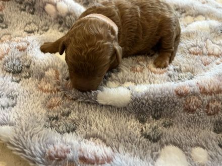 Zwergpudel Welpen red Männchen und Weibchen