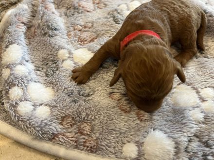 Zwergpudel Welpen red Männchen und Weibchen