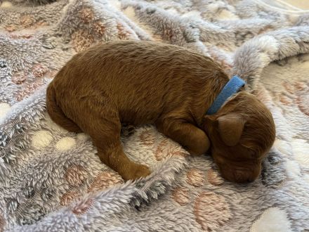 Zwergpudel Welpen red Männchen und Weibchen