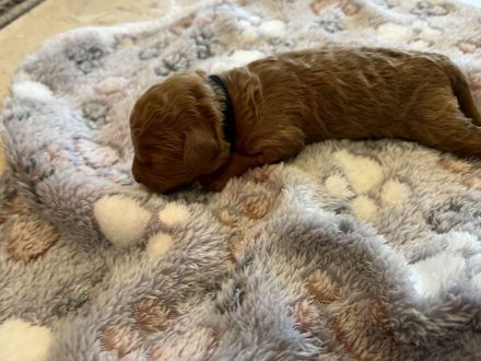 Zwergpudel Welpen red Männchen und Weibchen