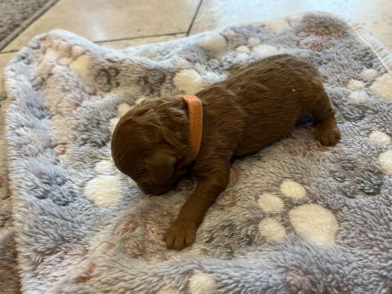 Zwergpudel Welpen, rot/red, hellbraun, Weibchen, Männchen, Rüde, Hündin, reinrassiger Pudel, apricot