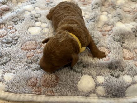 Zwergpudel Welpen red Männchen und Weibchen