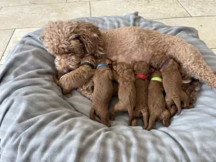 Zwergpudel Welpen red Männchen und Weibchen