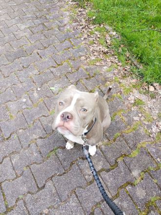 Rüde sucht neues Zuhause