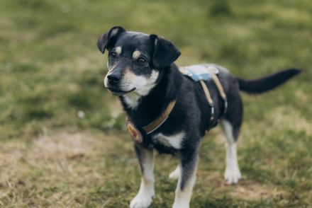 Idefix sucht eine aktive Familie