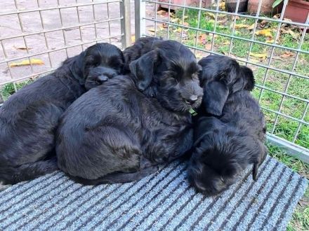 Knírač velký černý - štěňátka s rodokmenem