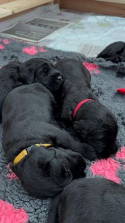 Knírač velký černý - štěňátka s rodokmenem