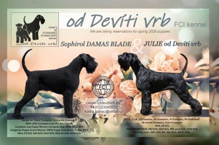 Knírač velký černý - štěňátka s rodokmenem