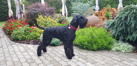 Knírač velký černý - štěňátka s rodokmenem