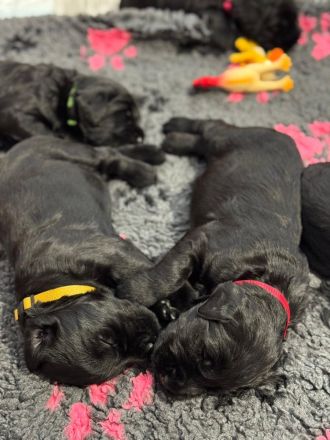 Knírač velký černý - štěňátka s rodokmenem