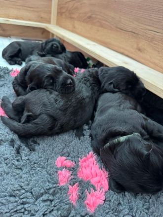 Knírač velký černý - štěňátka s rodokmenem